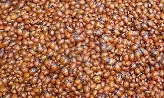 Lots of ladybugs